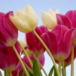 10 Tulips Flower Wallpapers For Your Desktop Backgrounds