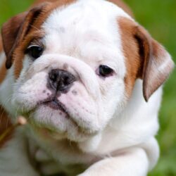 Cute English Bulldog Puppies iPhone Wallpapers HD