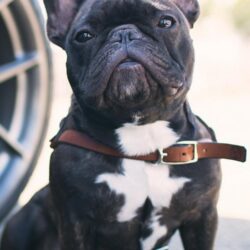Awesome French Bulldogs Wallpapers in HD Quality