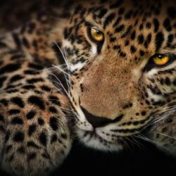 24 Jaguar Wallpapers Download