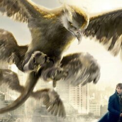 Fantastic Beasts And Where To Find Them Wallpapers HD Backgrounds