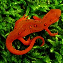 Amphibians Salamanders