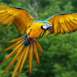 Colorful Parrot Birds Image, Photos Wallpapers Download