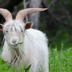 74 Goat HD Wallpapers