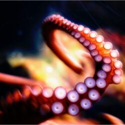 Octopus Wallpapers Awesome Octopus Hd Creative 4k Wallpapers