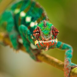 Chameleon Wallpapers