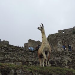 Free stock photo of cusco, llama, machupicchu