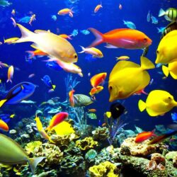 Aquarium Back Wallpapers Incredible Hd Aquarium Backgrounds