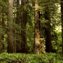 Wallpapers California USA Redwood National State Parks Nature