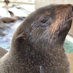 Who’s Who? Fur Seal vs. Sea Lion