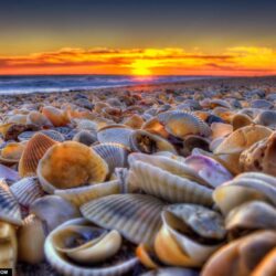 Sea of clams HD wallpapers