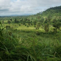 Jungle Landscape