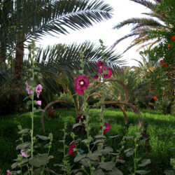 Image Morocco Draa valley Nature Parks Malva palm trees Grass