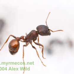 Ant Wallpapers…