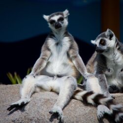 lemurs Wallpapers and Backgrounds