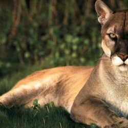 animals pumas wallpapers and backgrounds 342 kB