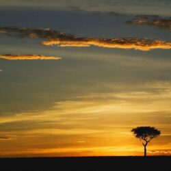 world africa single acacia