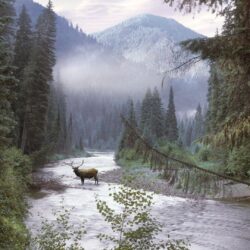 idaho elk wallpapers High Quality Wallpapers,High