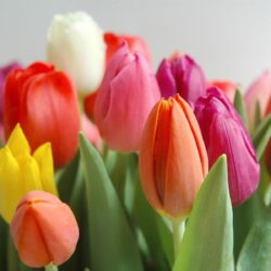 Tulip Pictures To Color 25150 Hd Wallpapers in Flowers