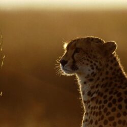 Cheetah HD wallpapers