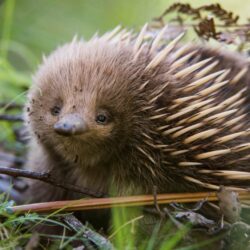 Echidna Facts And Animal Photos, image