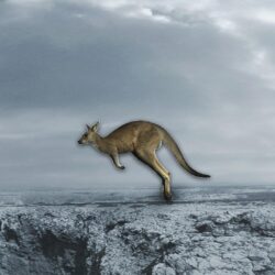 Kangaroo Backgrounds Wallpapers 30616
