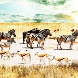 Central Wallpaper: Colors of Nature Zebras HD Wallpapers