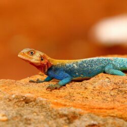 10 Agama HD Wallpapers