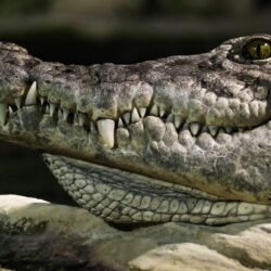 Alligator desktop wallpapers