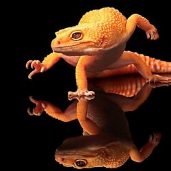 Cool Lizard Wallpapers