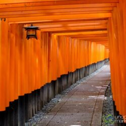 Awesome Vermillion Gates of Fushimi Inari Shrine