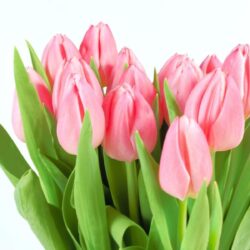 Tulip Flower Wallpapers Desktop Wallpapers