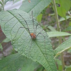 Free picture: daddy, long, leg, harvestman, spider, leaf