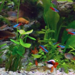 Neon Tetra Fish Facts, Care, Disease, Breeding, Tank Mates