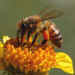px 73.79 KB Honey Bee