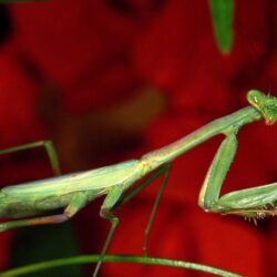 Download Wallpapers mantis, grass, flower, backgrounds