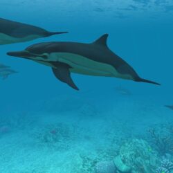 Dolphins 3D Screensaver & Live Wallpapers HD