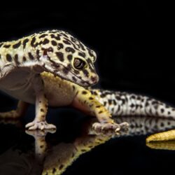 free wallpapers and screensavers for leopard gecko