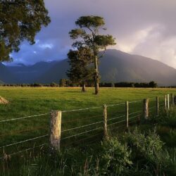 Storm Lit Over Kahikatea Trees and Fence in New Zealand, iPhone