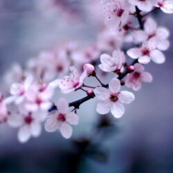 Cherry Blossom Sakura Flower Wallpapers