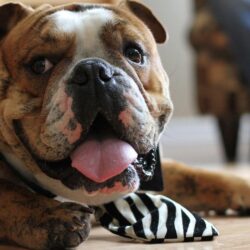 Old English Bulldog Wallpapers High Resolution and Quality Download