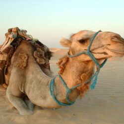 Camel Animal Photo Wallpapers