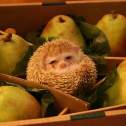 A hedgehog and pears HD Wallpapers