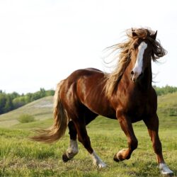 Horse Wallpapers Widescreen