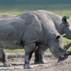 Download Wallpapers Rhinos, Steam, Large, grass, Food