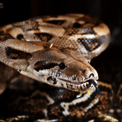 Boa Constrictor Imperator sp. Firebelly 016 by Parazelsus
