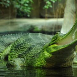 Green and brown fish painting, animals, nature, gharial