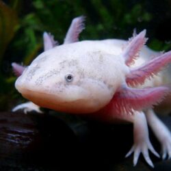 Android Phones Wallpapers: Android Wallpapers Axolotl
