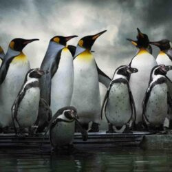 Penguin Wallpapers Free