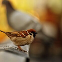 Beautiful Sparrow Bird Seating HD Wallpapers